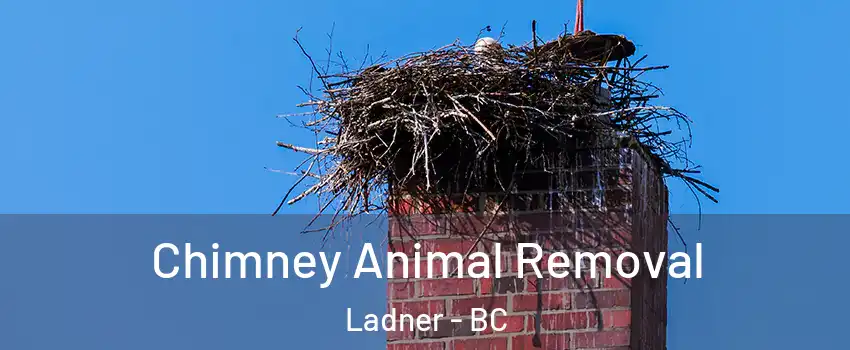 Chimney Animal Removal Ladner - BC