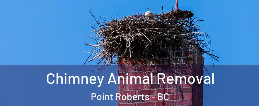 Chimney Animal Removal Point Roberts - BC
