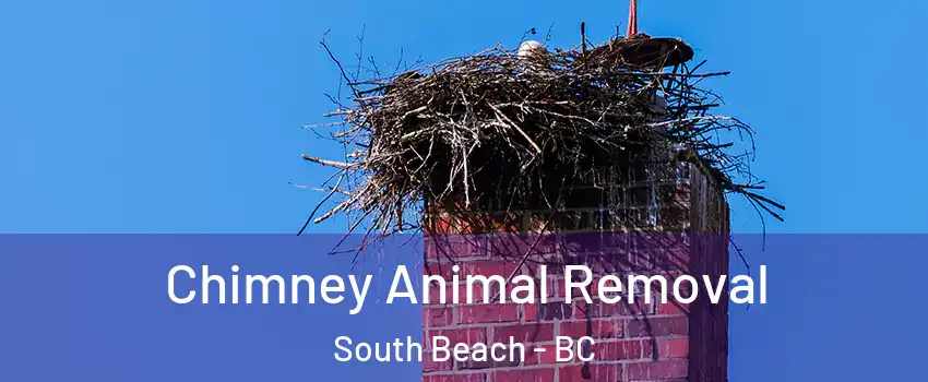 Chimney Animal Removal South Beach - BC