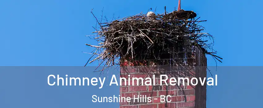  Chimney Animal Removal Sunshine Hills - BC