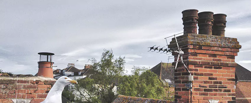 Chimney Cleaning And Restoration in Tilbury, British Columbia